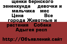 щенки бернского зененхунда. 2 девочки и 2 мальчика(2 мес.) › Цена ­ 22 000 - Все города Животные и растения » Собаки   . Адыгея респ.